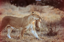 Masai Mara Long Weekend