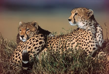 Classic Kenya Safari