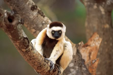 Highlights of Madagascar