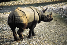 Wildlife of Nepal