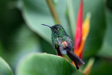 Costa Rica Adventure