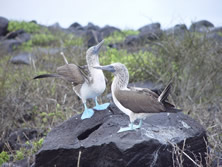 Galapagos Adventure - Pelikano