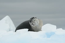 Antarctic Fly South Cruise North