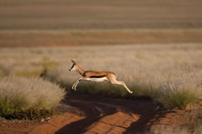 Namibia: 4wd Desert Explorer
