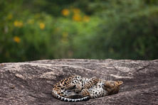 Elephants & Leopards of Sri Lanka