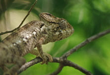 Madagascan Discoverer