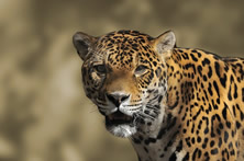 Brazil: Land of the Jaguar