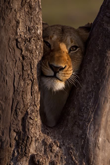 East Africa Safari