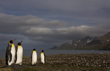 Antarctica, Falklands & South Georgia