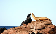 Baja Wildlife Discoverer