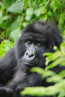 Primate Safari