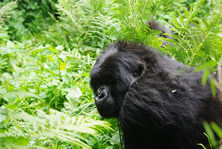 Gorillas & Masai Mara