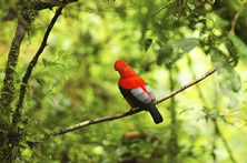 Amazon Wildlife Discovery