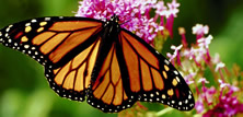 Mexico Monarch Butterfly Trail