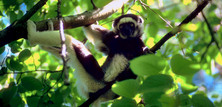 Highlights of Madagascar