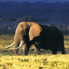Botswana Explorer Camping Safari
