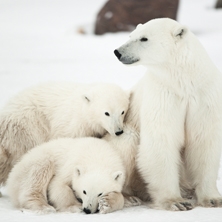 Polar bears of Churchill
