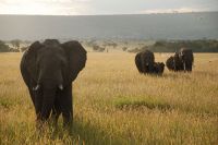 Kenya Air Safari