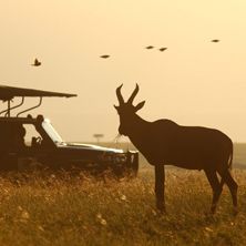Elephant Pepper Camp, Masai Mara
