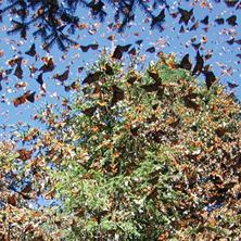 Mexico's Monarch Butterfly Trail