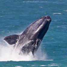 South Africa Wine & Whales