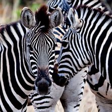 Cape to Kruger