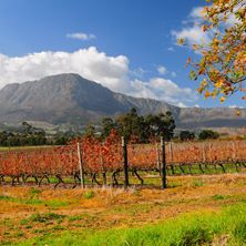 Cape, Wine, Garden Route & Safari 