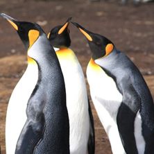 Falkland Islands Wildlife Experience 