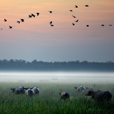 Bamurru Plains 