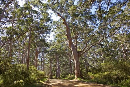 Bibbulmun Track Western Australia Bibbulmun Track Western Australia