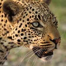 Botswana with Wilderness Safaris