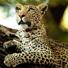 Big cats, wild dogs & elephants