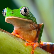 Brazil - Wildlife & waterfalls