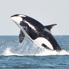 Whales, Bears & Vancouver Island