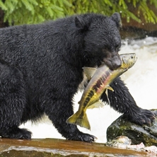 Canada&rsquo;s Big Five Safari