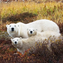 Belugas, Bears & Blooms