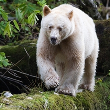 Bear Watching at Spirit Bear Lodge