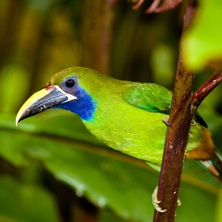 Birds & Beaches of Costa Rica
