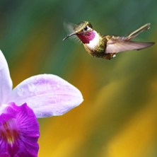 Costa Rica Wildlife Experience 