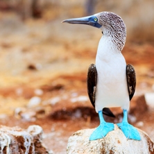 The Galapagos by luxury catamaran