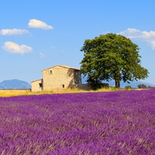 From Provence to Paris