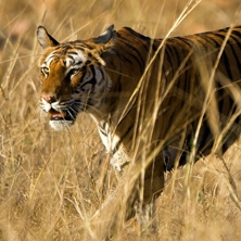 Rajasthan & the tigers of Madhya Pradesh