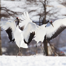 Bird watching in Japan