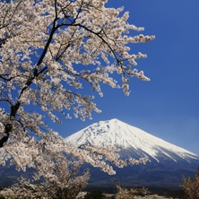 Japan Blossom Season 