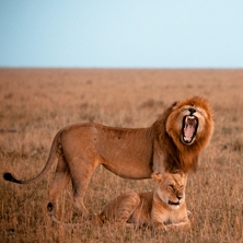 The Wild North & The Masai Mara