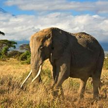 Amboseli, Meru & the Mara