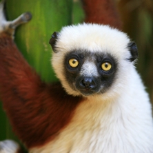 Lemurs of Madagascar