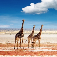 Best of Namibia Self-drive