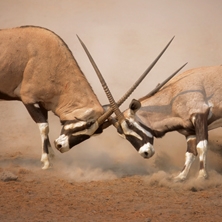 Namibian dunes & wildlife