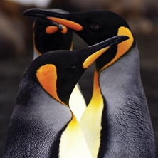 New Zealand Sub-Antarctic Islands & Macquarie Island 